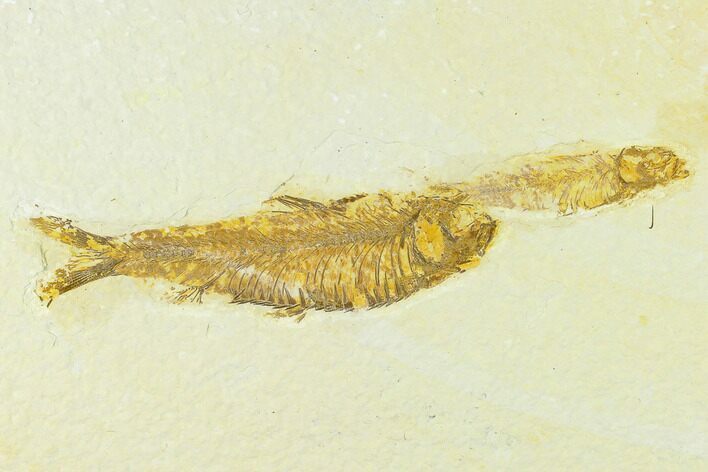Fossil Fish (Knightia) - Green River Formation #133957